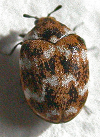 Varied Carpet Beetle